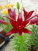 [1665 Serengeti No01.JPG]